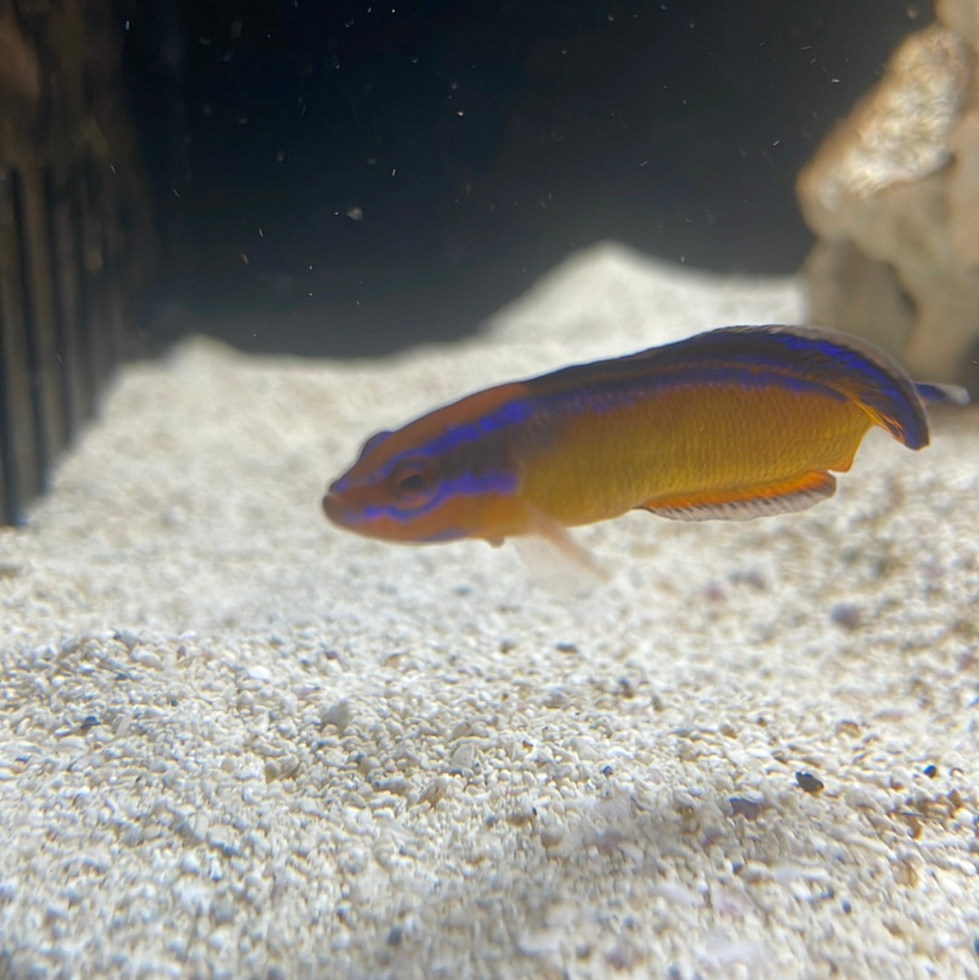 Electric indigo dottyback